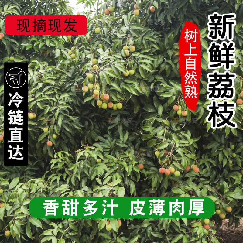 树上的荔枝