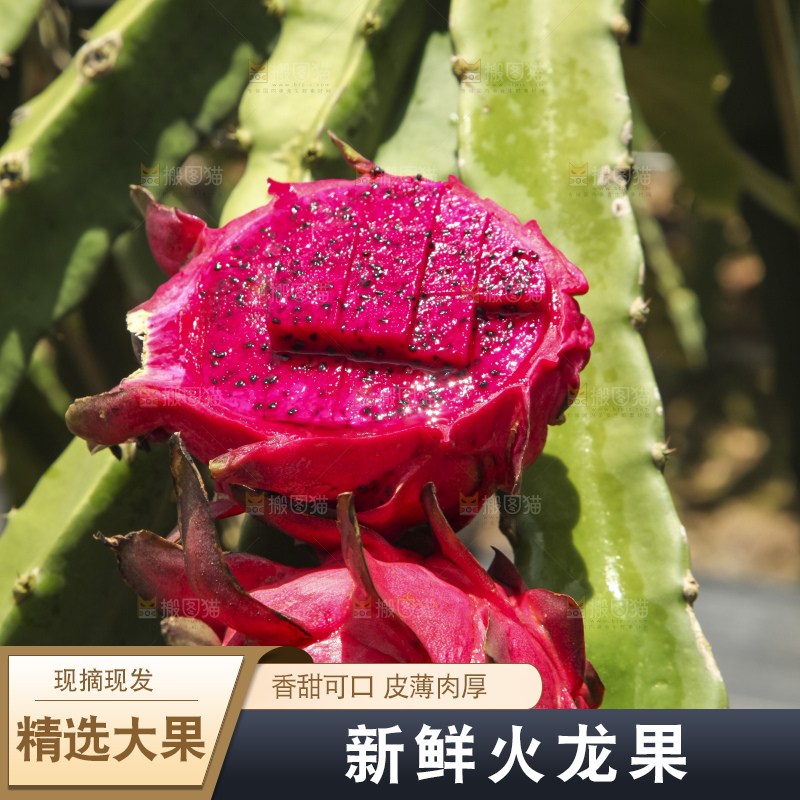 火龙果产地