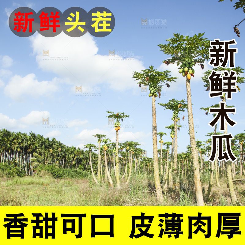 树上的木瓜