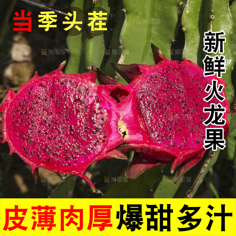 火龙果产地