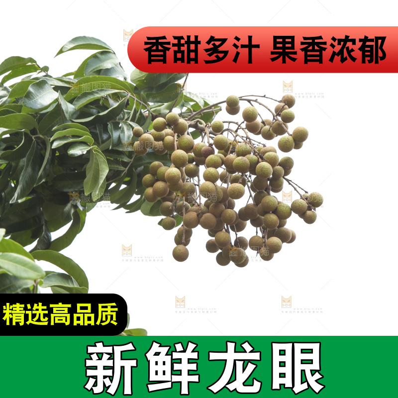 树上的新鲜龙眼