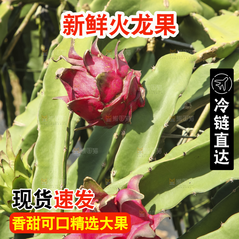 火龙果产地