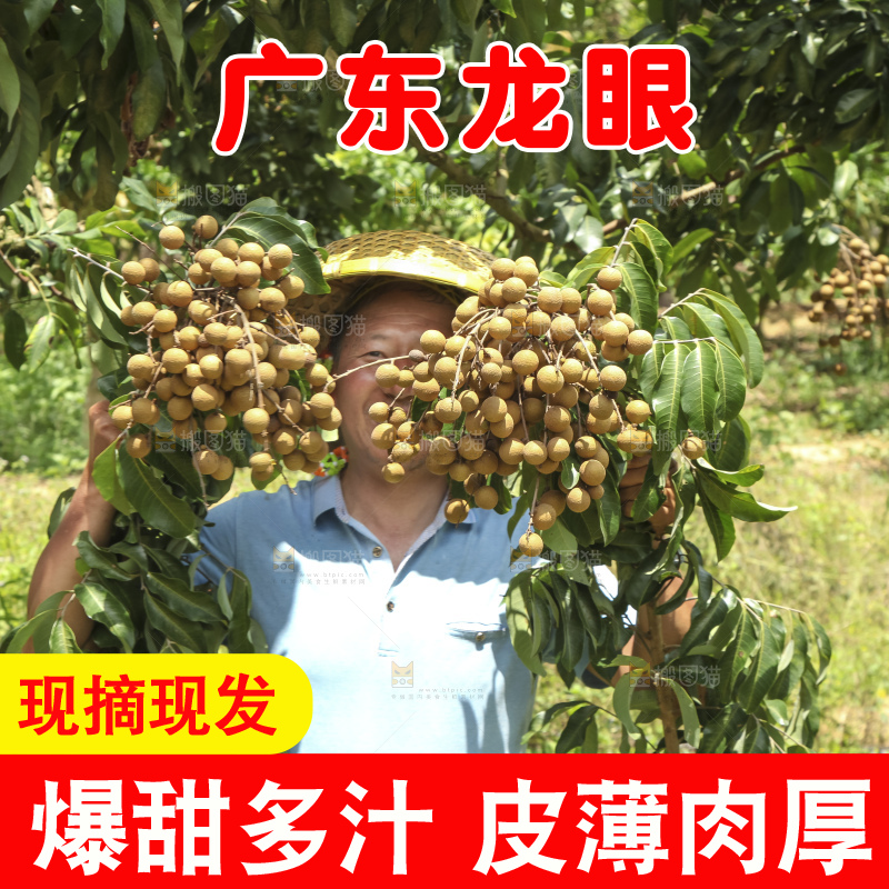 树上的新鲜龙眼