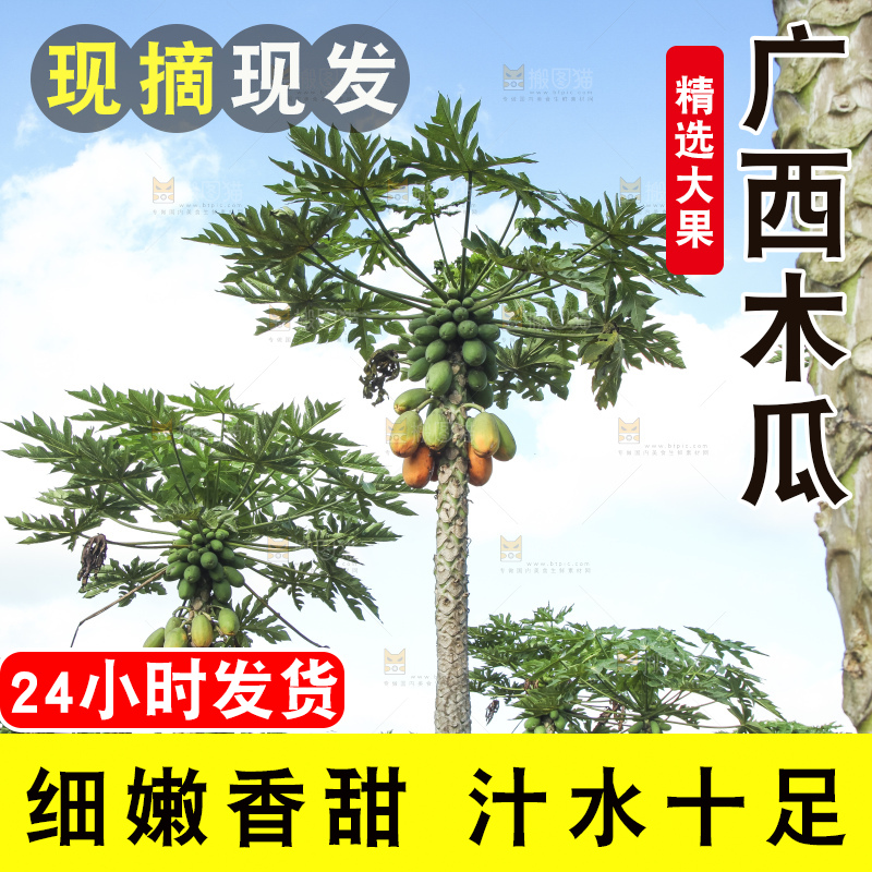 树上的木瓜
