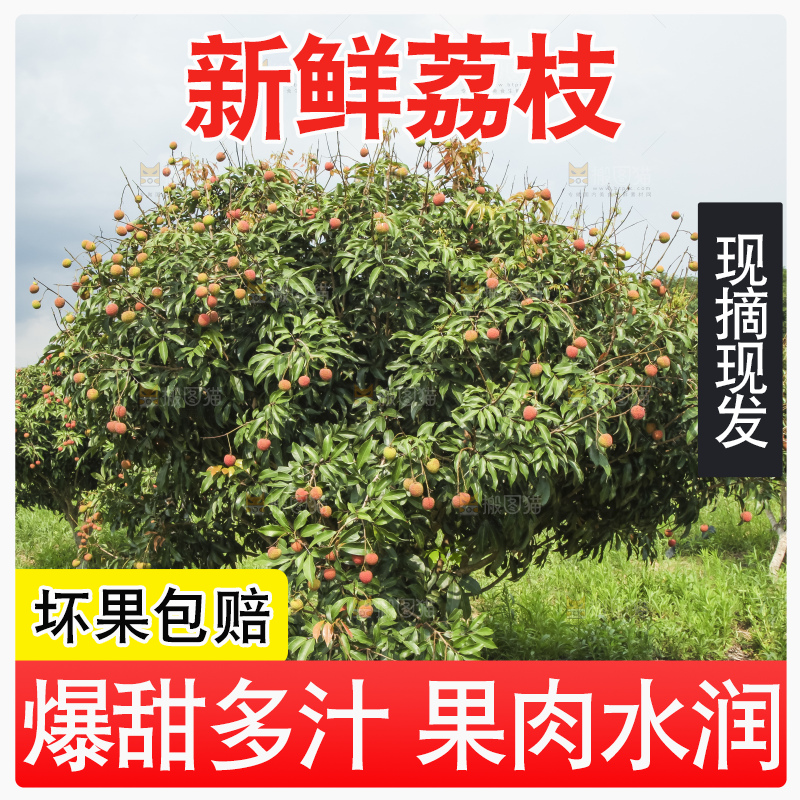 树上的荔枝