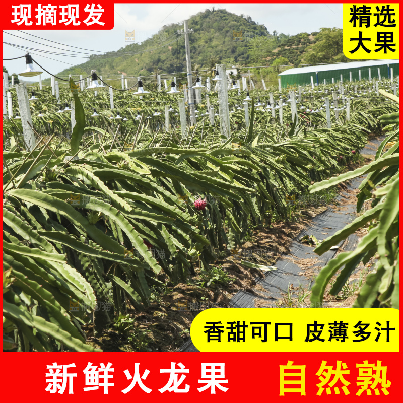 火龙果产地