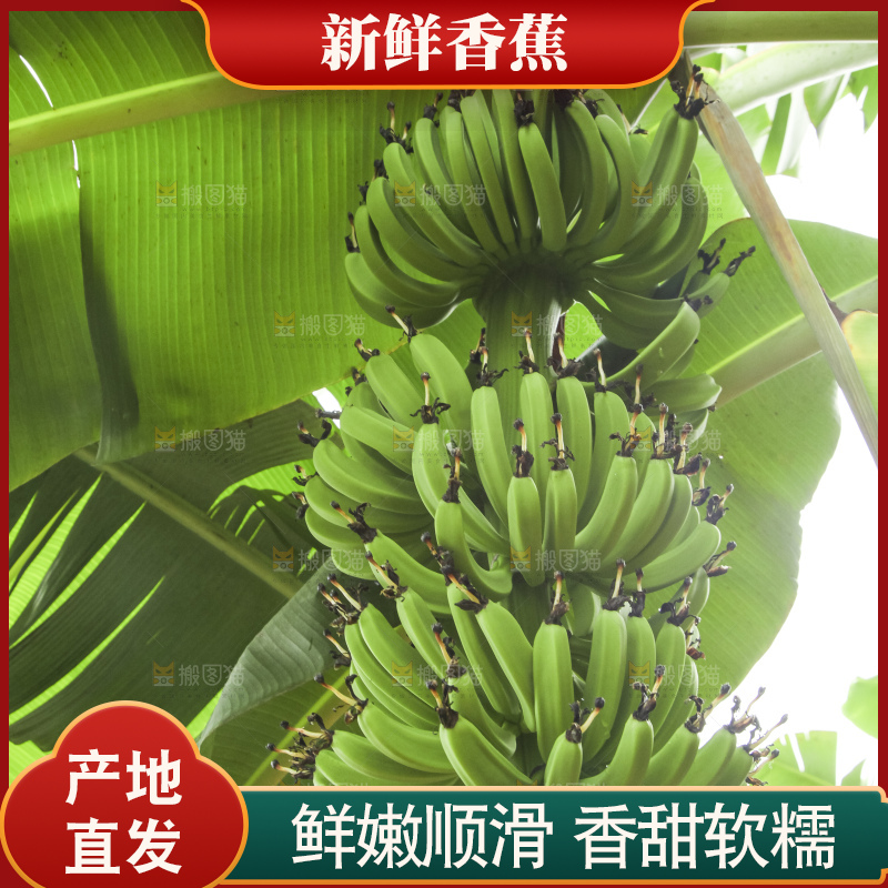 树上的新鲜香蕉