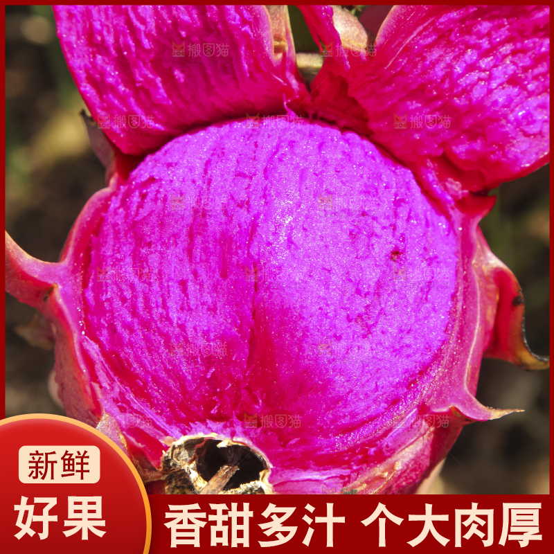 火龙果产地