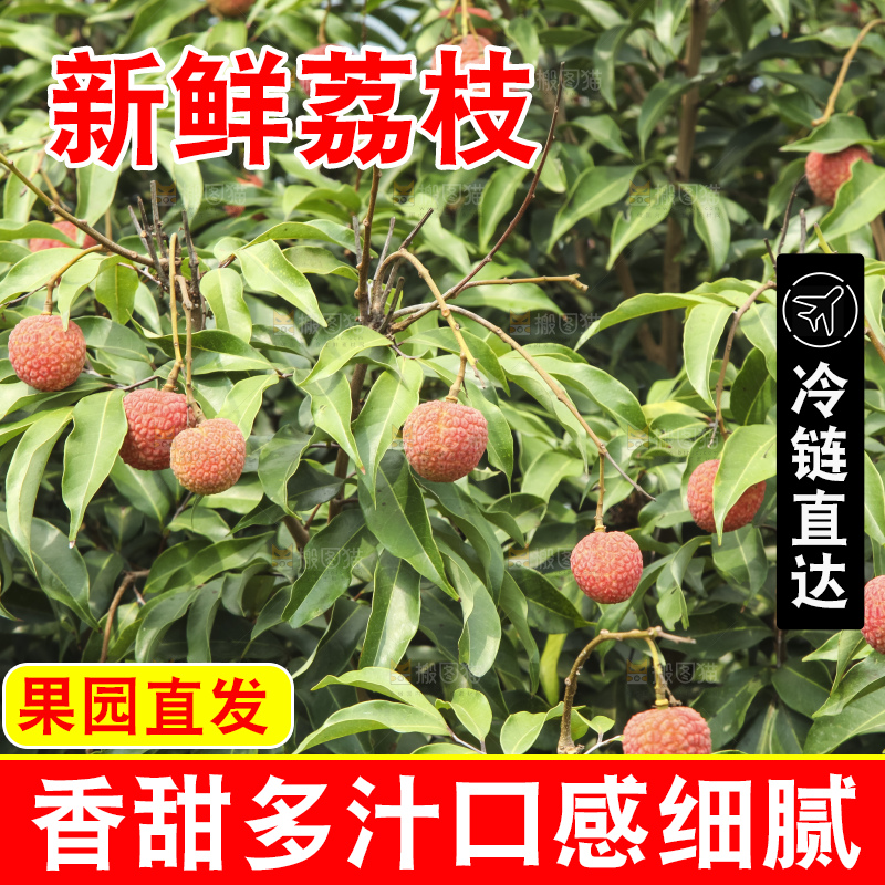 树上的荔枝