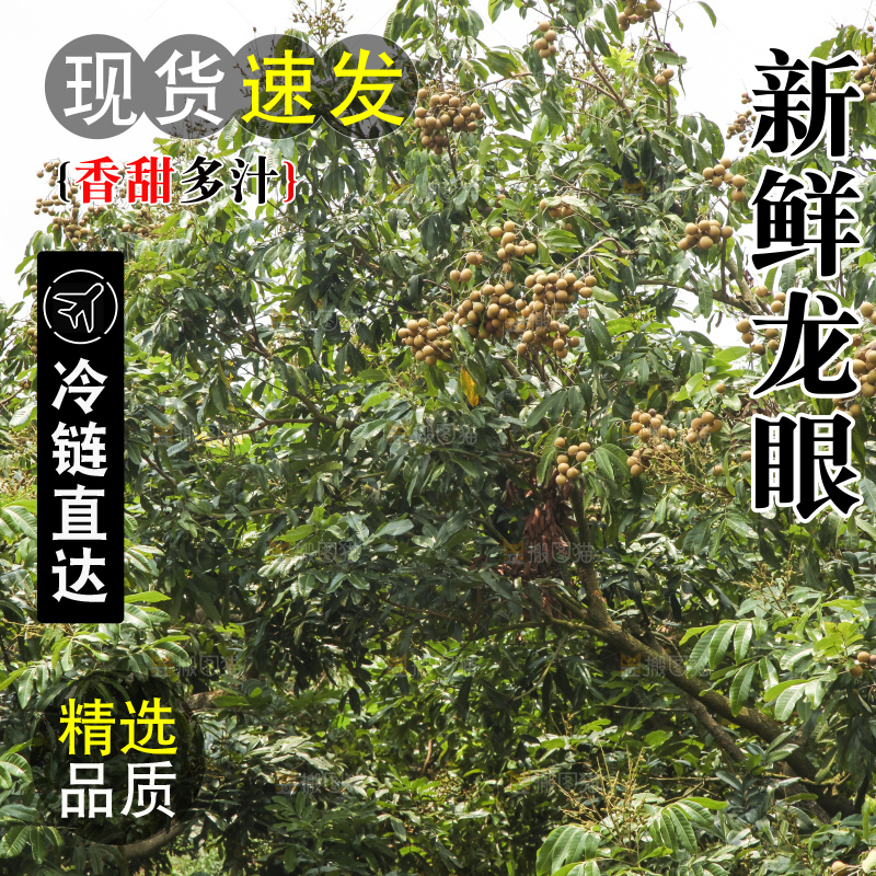 树上的新鲜龙眼