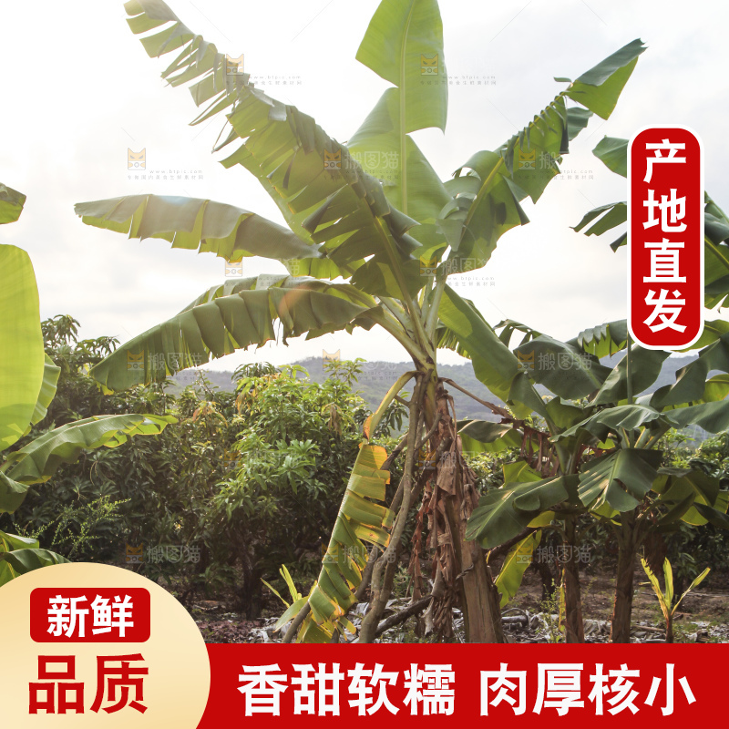 树上的新鲜香蕉