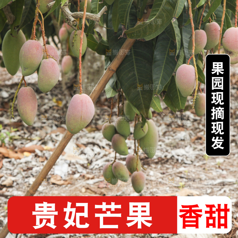 树上的新鲜芒果