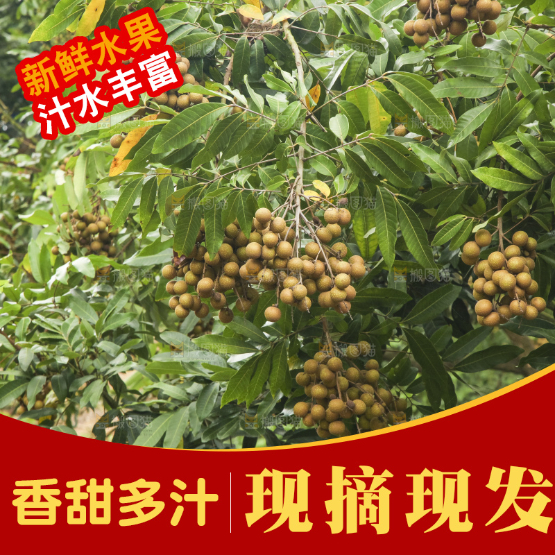 树上的新鲜龙眼