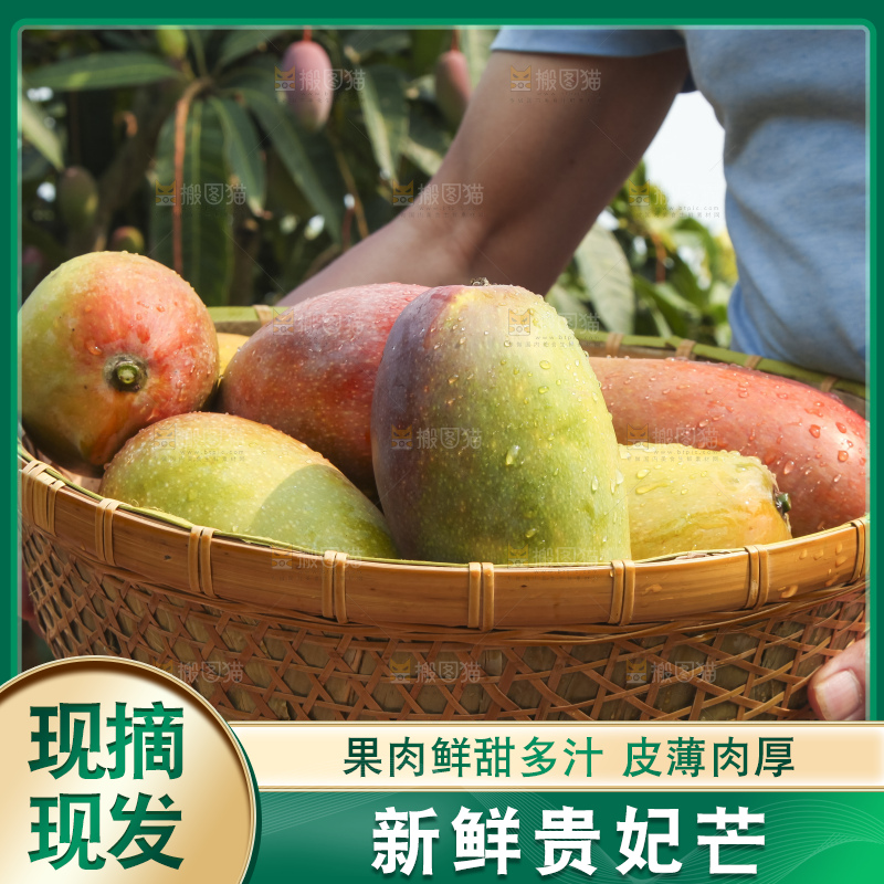 树上的新鲜芒果
