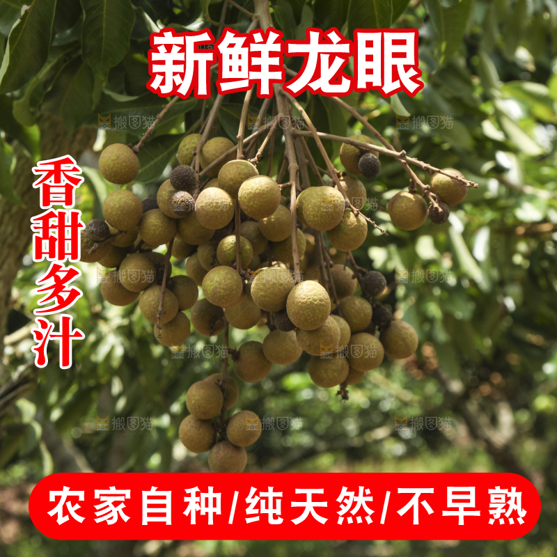 树上的新鲜龙眼