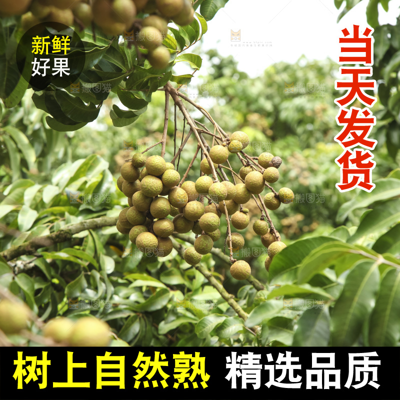 树上的新鲜龙眼