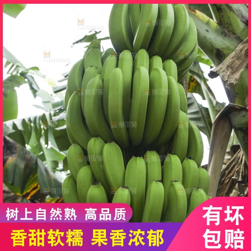 树上的新鲜香蕉