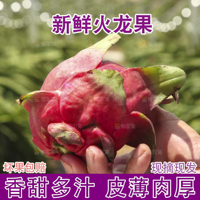 火龙果产地