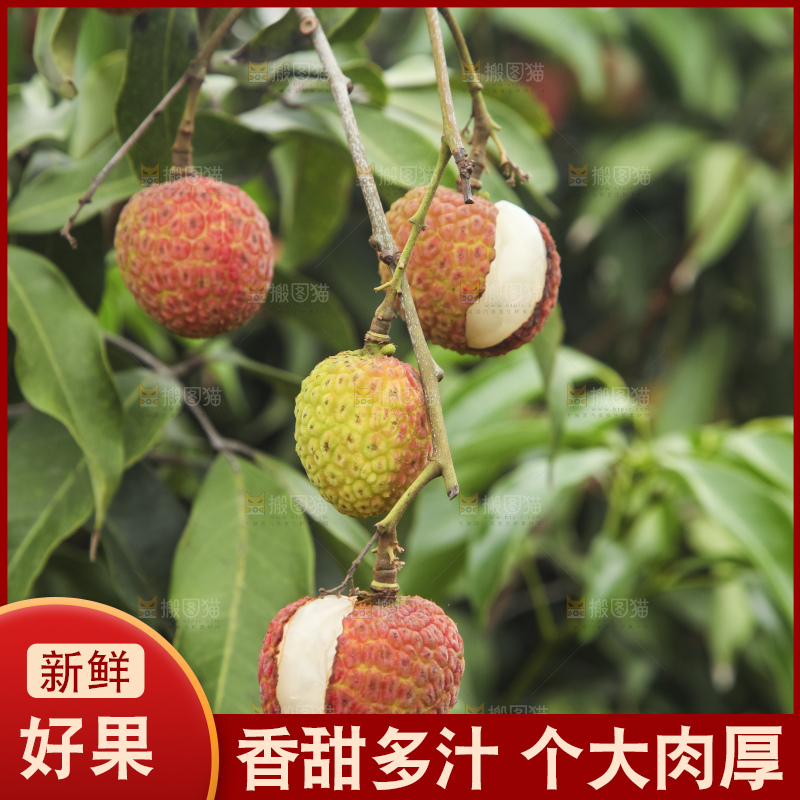 树上的荔枝