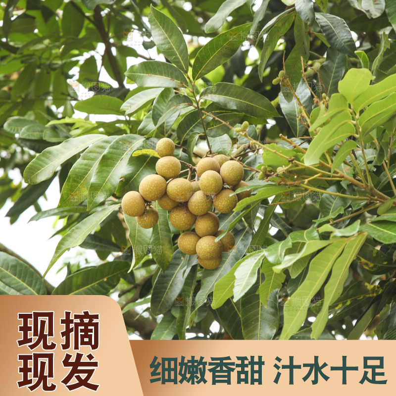 树上的新鲜龙眼