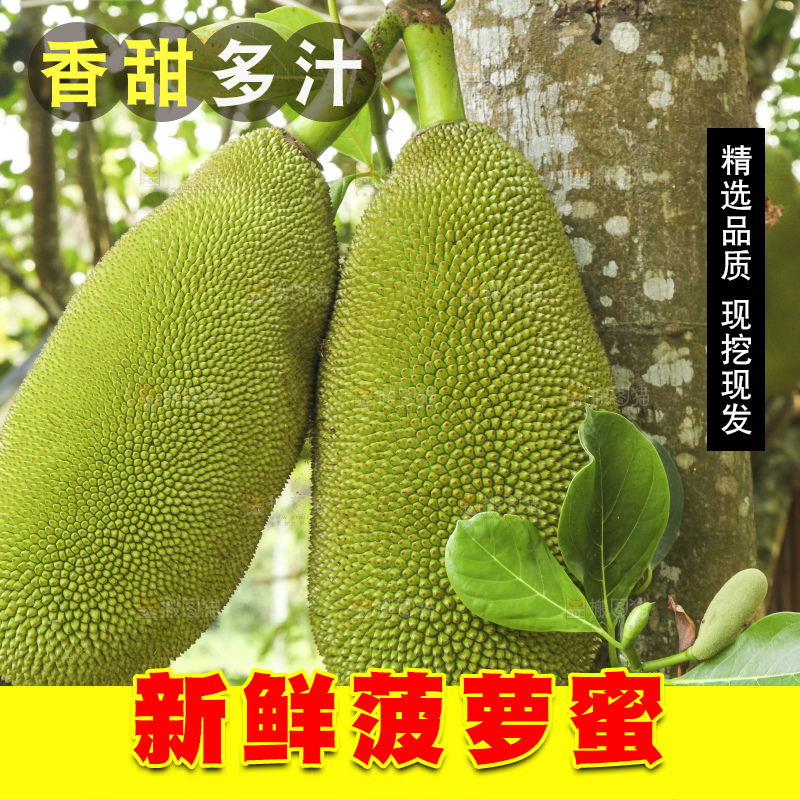 树上的新鲜菠萝蜜