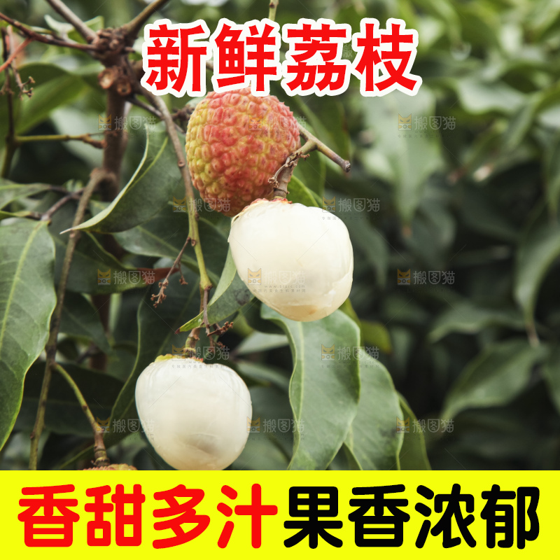 树上的荔枝