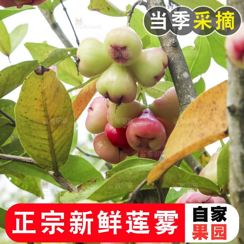 树上的新鲜莲雾