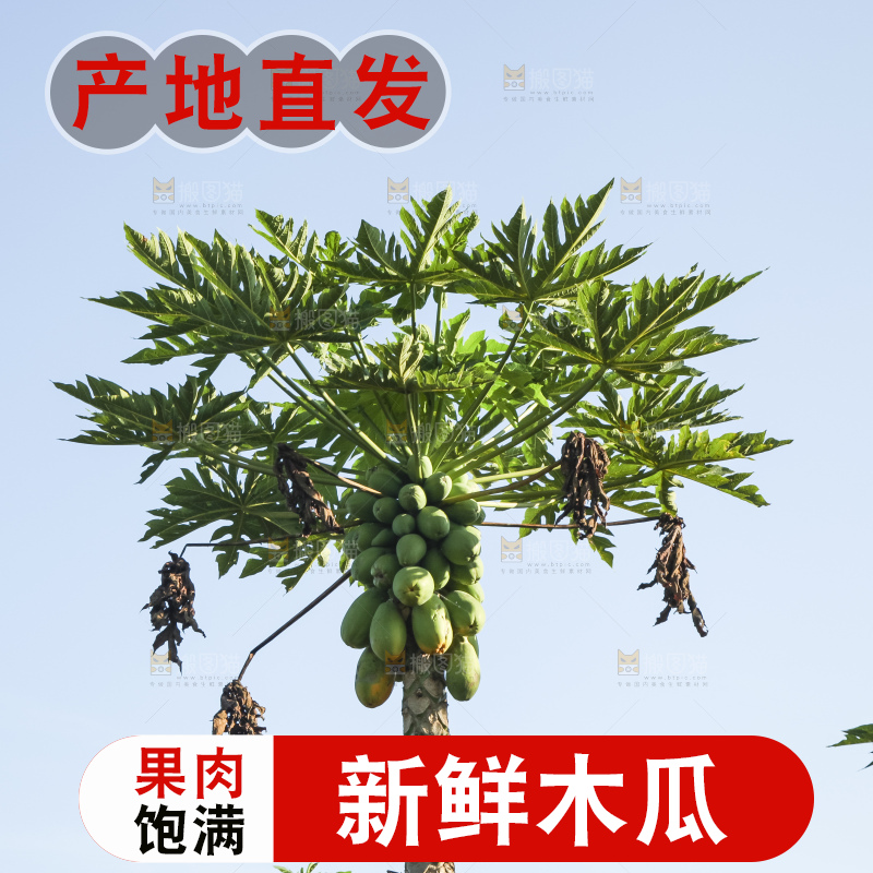 树上的木瓜