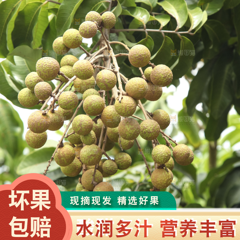 树上的新鲜龙眼