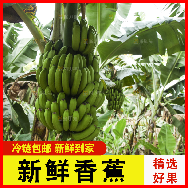 树上的新鲜香蕉