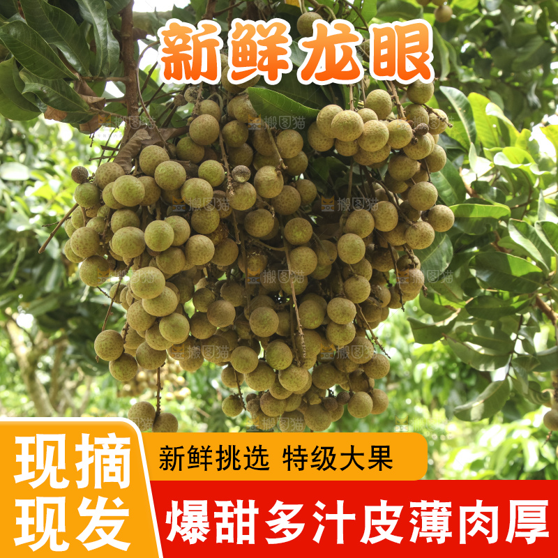 树上的新鲜龙眼