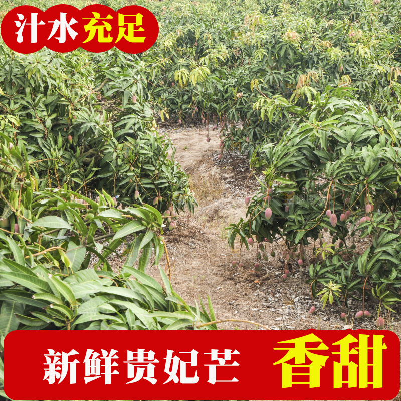 树上的新鲜芒果