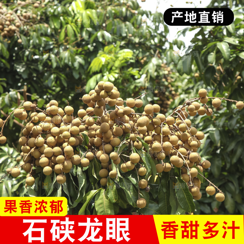 树上的新鲜龙眼