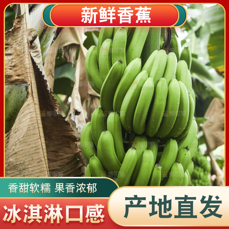 树上的新鲜香蕉