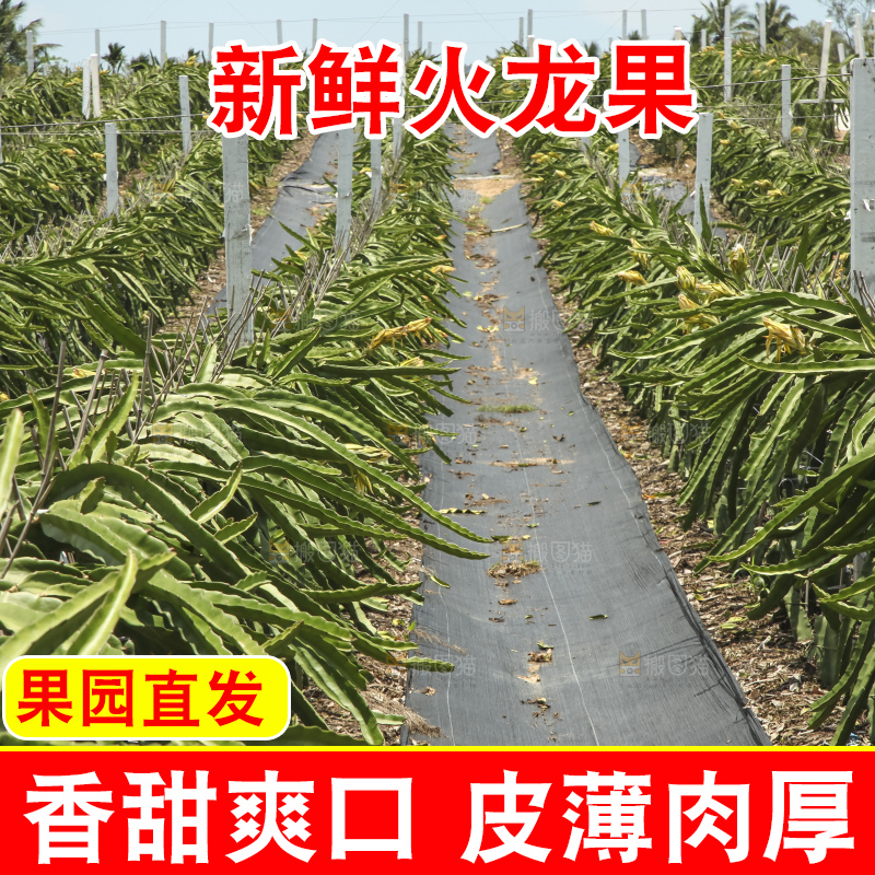 火龙果产地