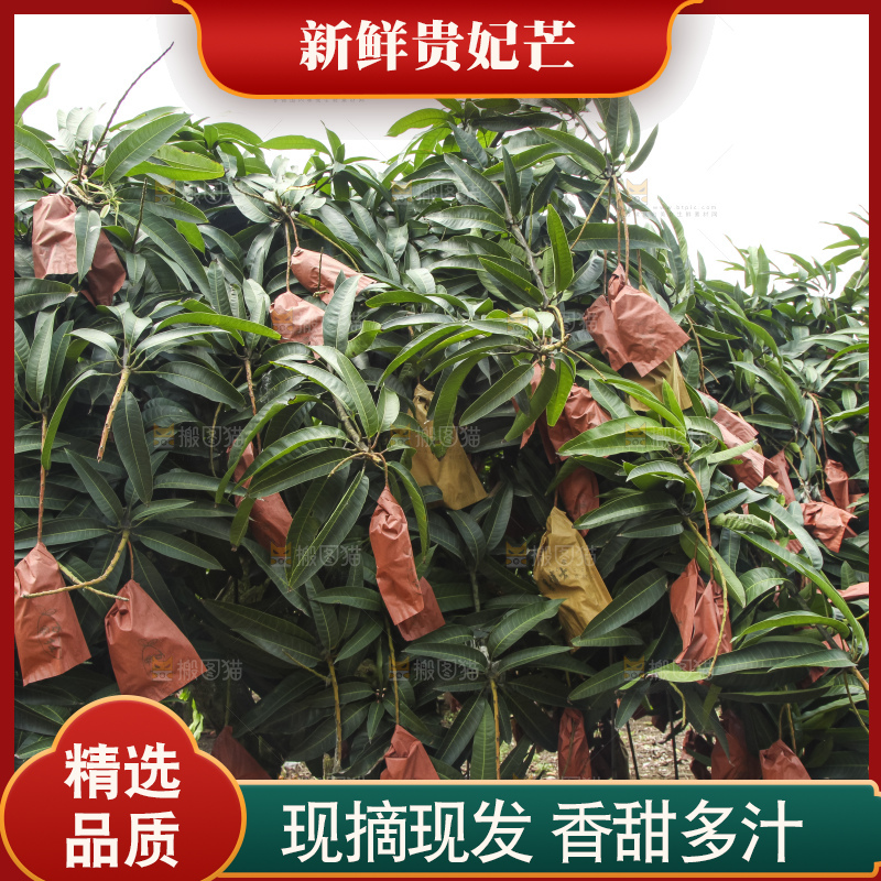 树上的新鲜芒果