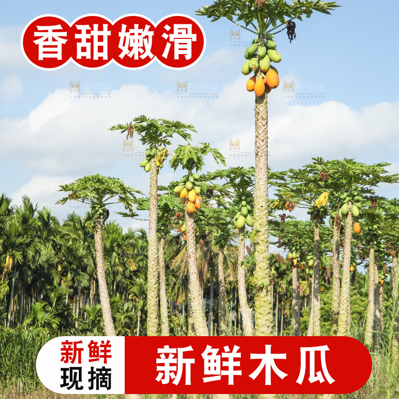 树上的木瓜
