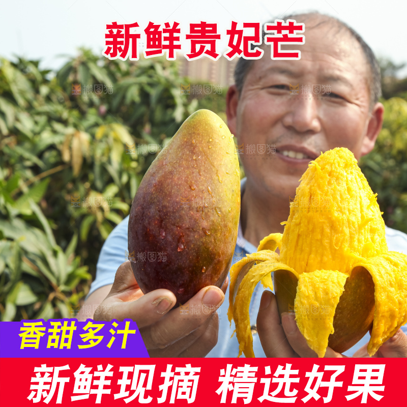 树上的新鲜芒果