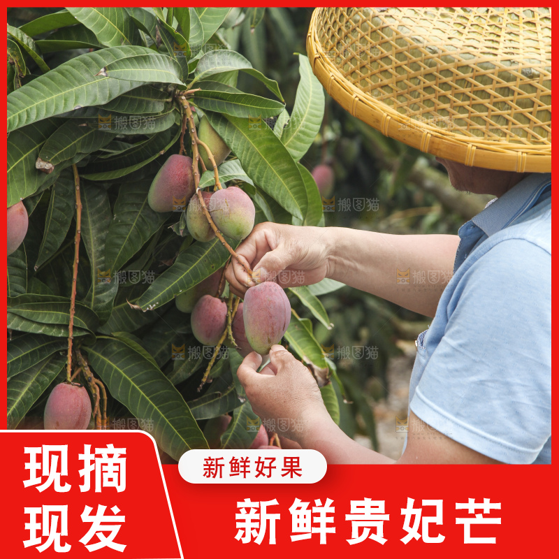 树上的新鲜芒果