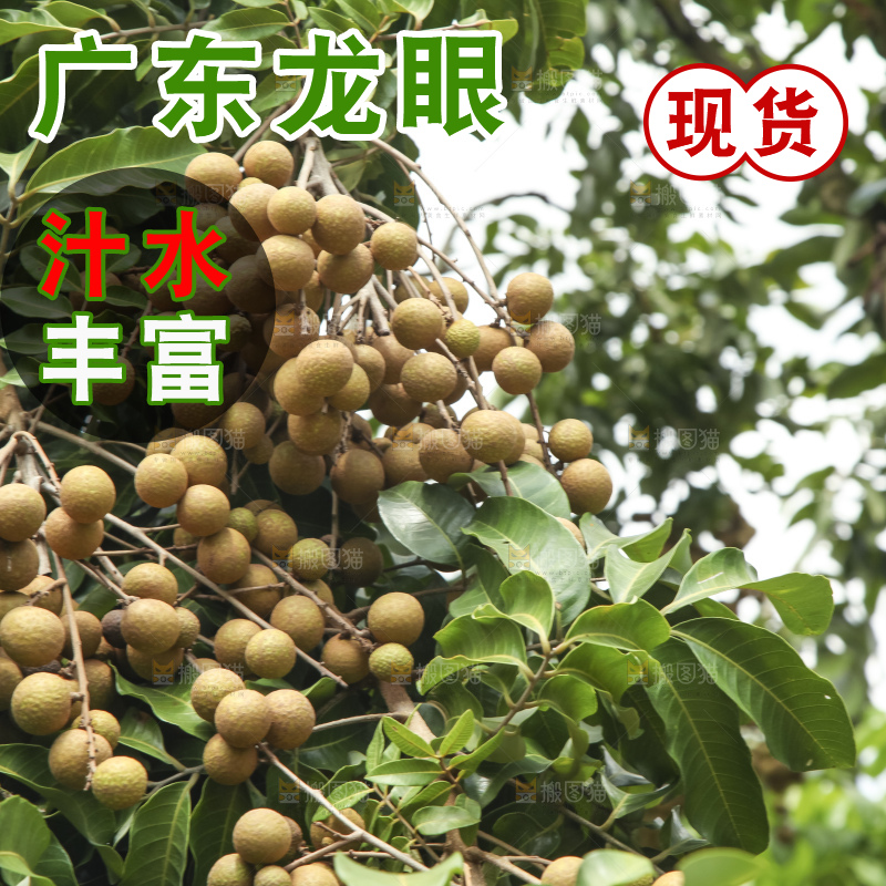 树上的新鲜龙眼