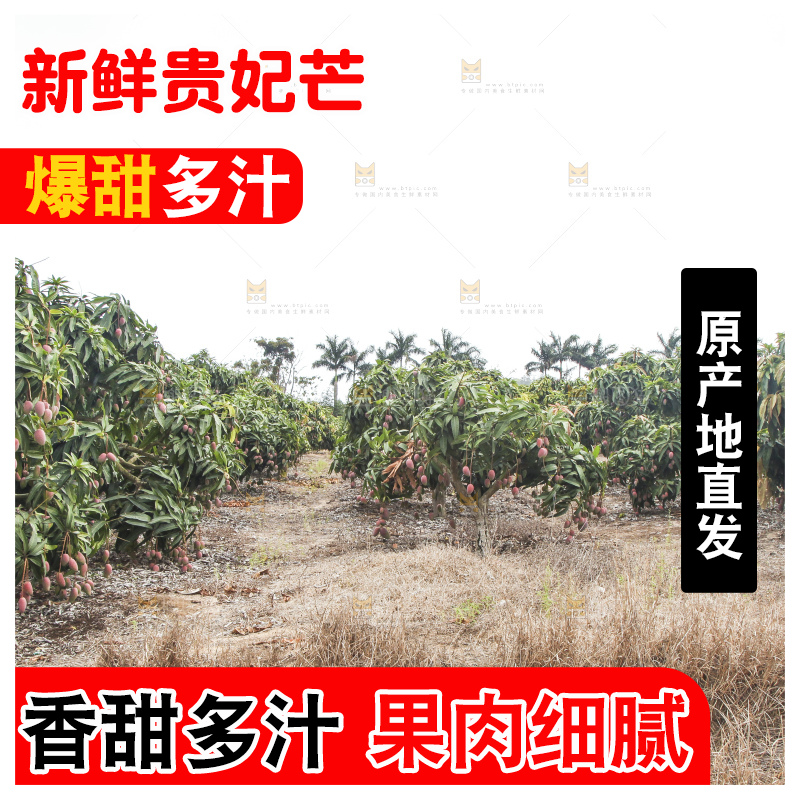 树上的新鲜芒果