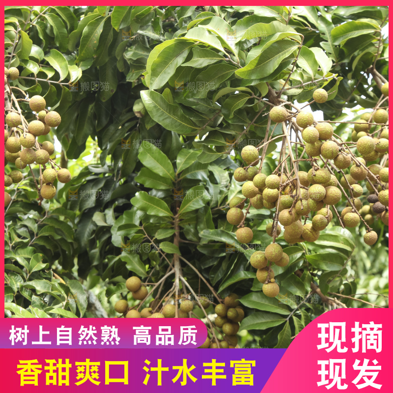 树上的新鲜龙眼