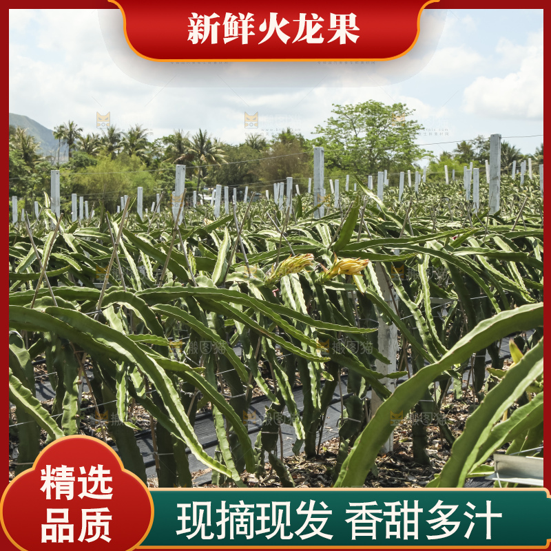 火龙果产地