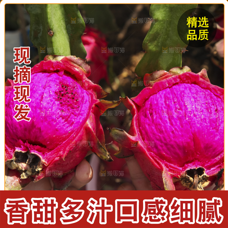火龙果产地