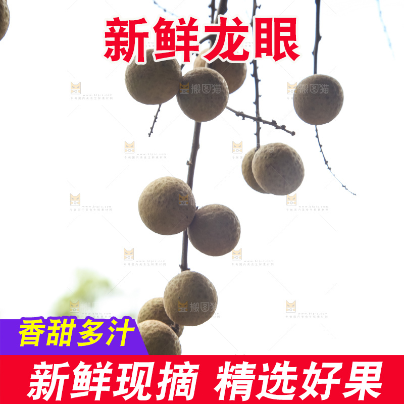 树上的新鲜龙眼