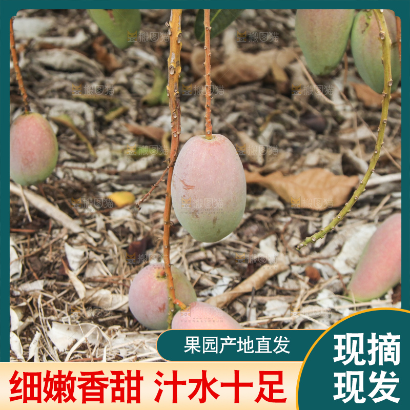树上的新鲜芒果