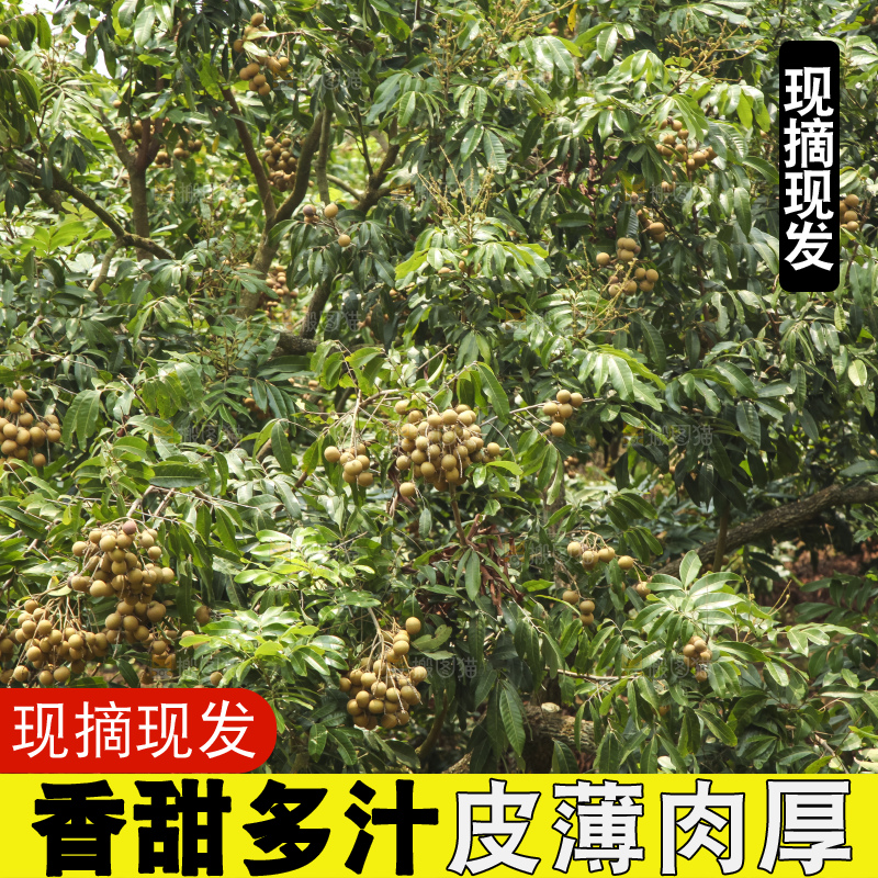 树上的新鲜龙眼