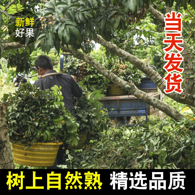 树上的新鲜龙眼