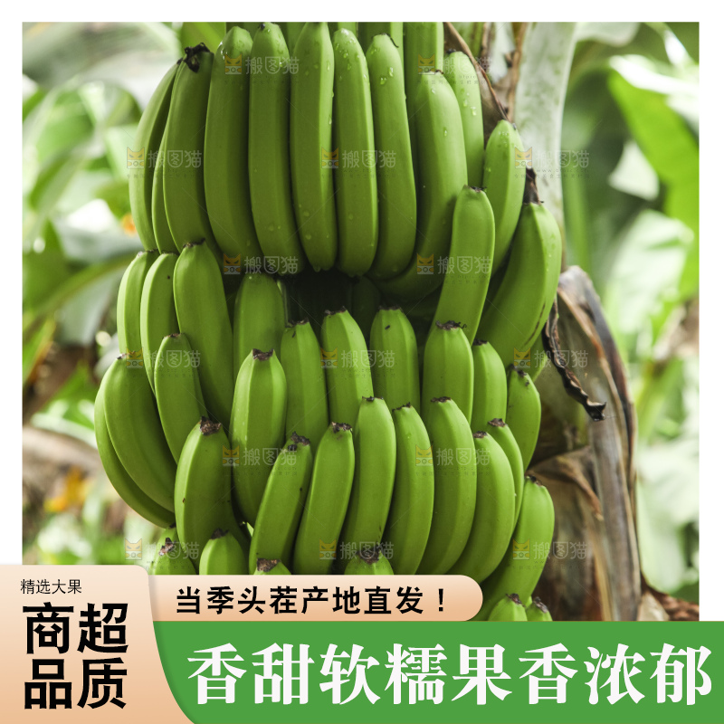 树上的新鲜香蕉
