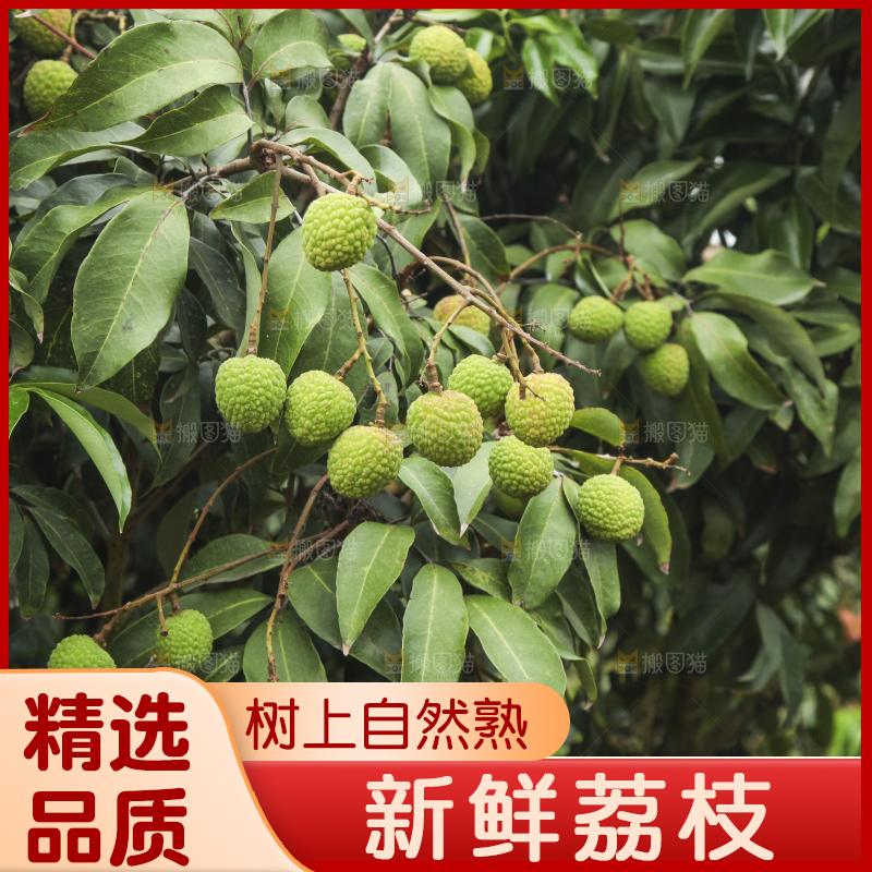 树上的荔枝